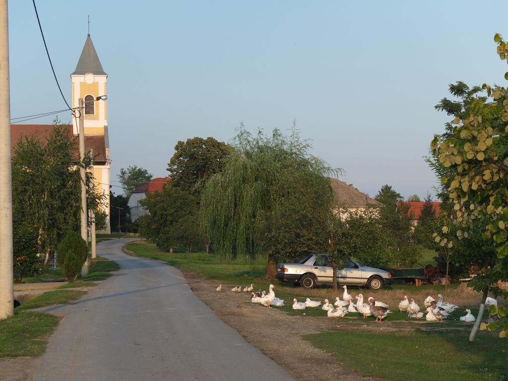 Country House Baranjski Tulipan Draž Extérieur photo